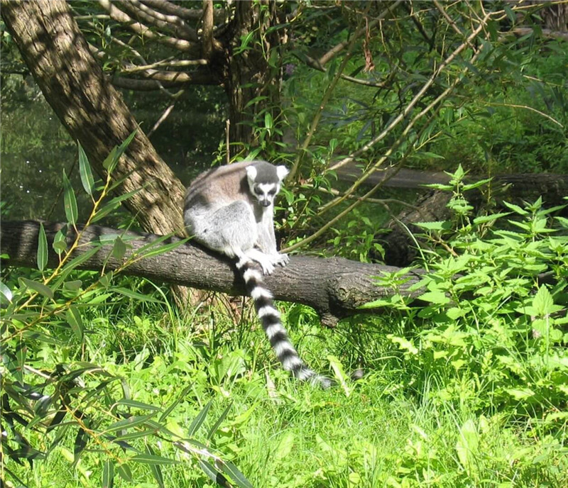 ring tailed lemur 1364114