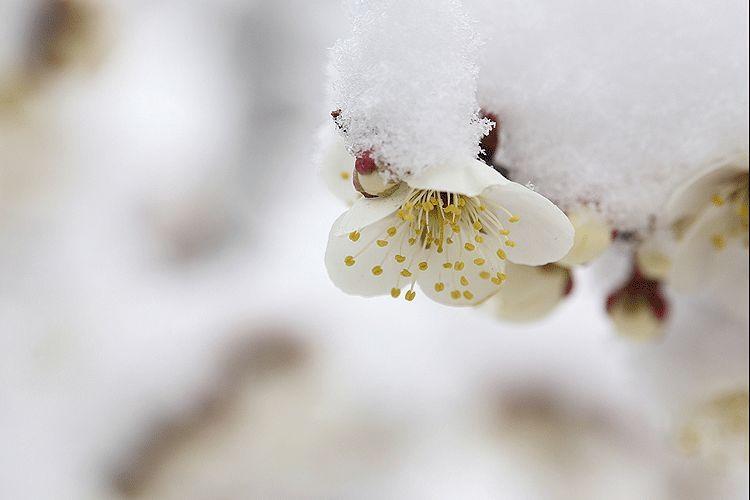 雪,冬天的留白 雪,冬天的留白-长沙SEO霜天