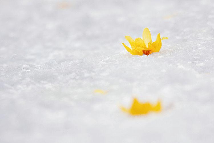 雪,冬天的留白 雪,冬天的留白-长沙SEO霜天