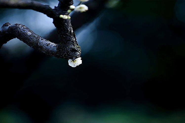 雪,冬天的留白 雪,冬天的留白-长沙SEO霜天