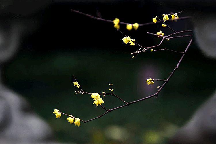 立春|一年最美好的开始 立春|一年最美好的开始-长沙SEO霜天