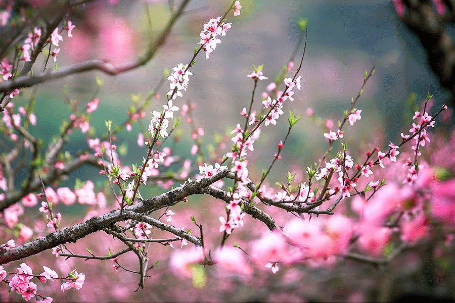 春风十里,不如一树桃花开 春风十里,不如一树桃花开-长沙SEO霜天
