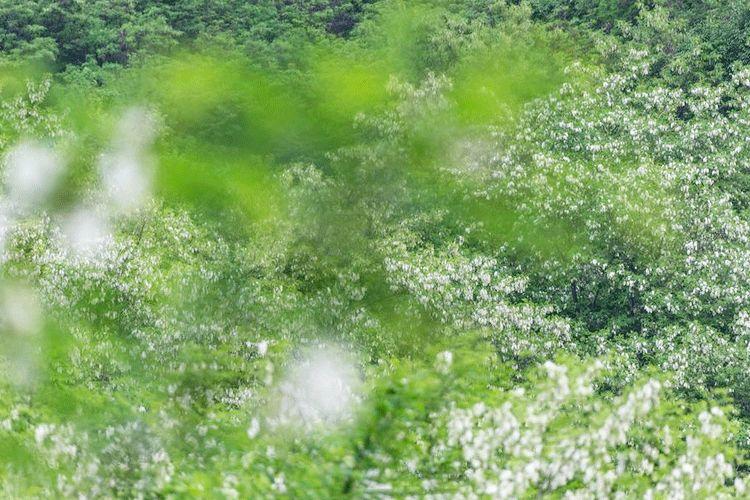 春分,穿着汉服去赏花 春分,小姐姐穿着汉服去赏花-长沙SEO霜天