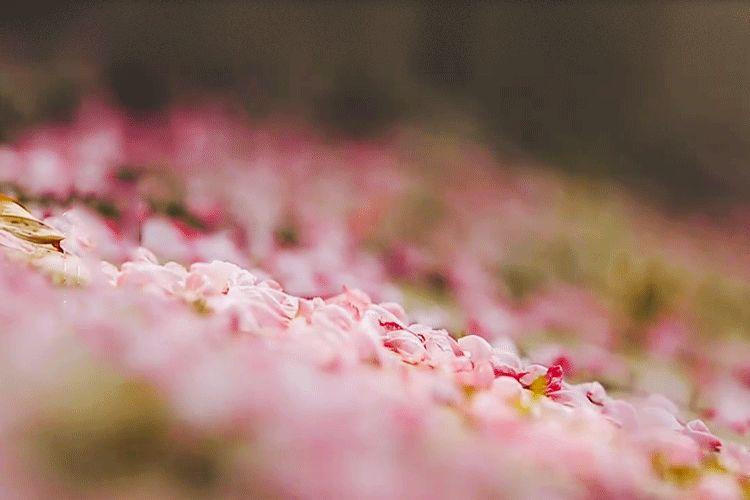 春分,穿着汉服去赏花 春分,小姐姐穿着汉服去赏花-长沙SEO霜天
