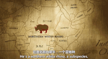 世界上最后一头雄性北白犀牛走了,我们结束了它们5000万年的历史,却还没来得及看它一眼 世界上最后一头雄性北白犀牛走了,我们结束了它们5000万年的历史,却还没来得及看它一眼-长沙SEO霜天