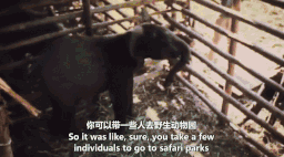 世界上最后一头雄性北白犀牛走了,我们结束了它们5000万年的历史,却还没来得及看它一眼 世界上最后一头雄性北白犀牛走了,我们结束了它们5000万年的历史,却还没来得及看它一眼-长沙SEO霜天
