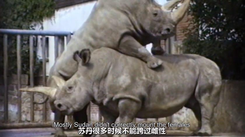 世界上最后一头雄性北白犀牛走了,我们结束了它们5000万年的历史,却还没来得及看它一眼 世界上最后一头雄性北白犀牛走了,我们结束了它们5000万年的历史,却还没来得及看它一眼-长沙SEO霜天