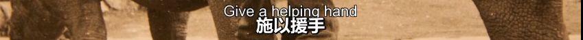 世界上最后一头雄性北白犀牛走了,我们结束了它们5000万年的历史,却还没来得及看它一眼 世界上最后一头雄性北白犀牛走了,我们结束了它们5000万年的历史,却还没来得及看它一眼-长沙SEO霜天