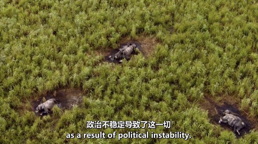 世界上最后一头雄性北白犀牛走了,我们结束了它们5000万年的历史,却还没来得及看它一眼 世界上最后一头雄性北白犀牛走了,我们结束了它们5000万年的历史,却还没来得及看它一眼-长沙SEO霜天