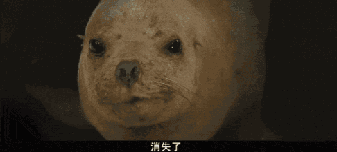 世界上最后一头雄性北白犀牛走了,我们结束了它们5000万年的历史,却还没来得及看它一眼 世界上最后一头雄性北白犀牛走了,我们结束了它们5000万年的历史,却还没来得及看它一眼-长沙SEO霜天