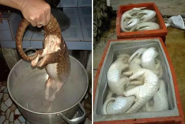 世界上最后一头雄性北白犀牛走了,我们结束了它们5000万年的历史,却还没来得及看它一眼 世界上最后一头雄性北白犀牛走了,我们结束了它们5000万年的历史,却还没来得及看它一眼-长沙SEO霜天