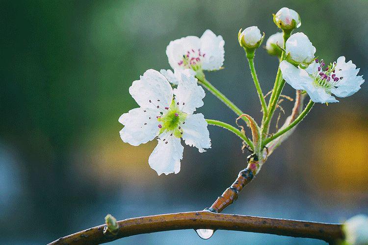 谷雨 | 桃花春欲尽,谷雨夜来收 谷雨 | 桃花春欲尽,谷雨夜来收-长沙SEO霜天
