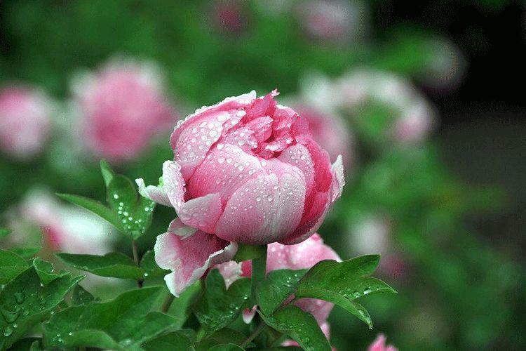 谷雨 | 桃花春欲尽,谷雨夜来收 谷雨 | 桃花春欲尽,谷雨夜来收-长沙SEO霜天