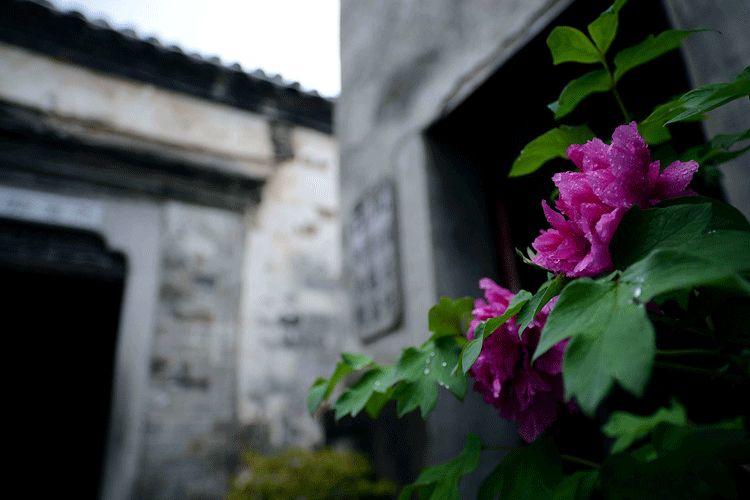 谷雨 | 桃花春欲尽,谷雨夜来收 谷雨 | 桃花春欲尽,谷雨夜来收-长沙SEO霜天