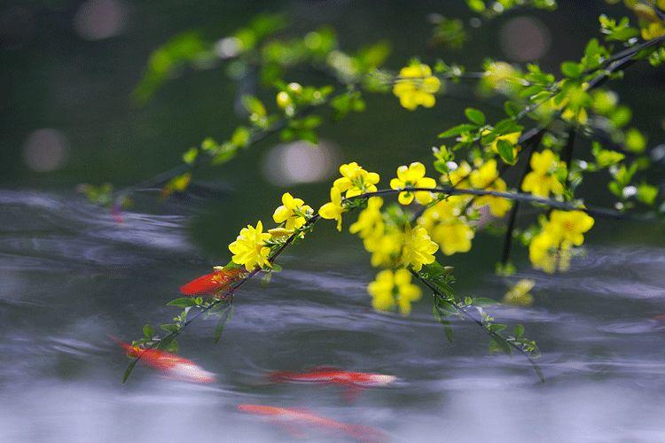 谷雨 | 桃花春欲尽,谷雨夜来收 谷雨 | 桃花春欲尽,谷雨夜来收-长沙SEO霜天