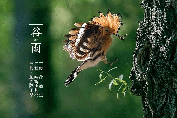 谷雨 | 桃花春欲尽,谷雨夜来收 谷雨 | 桃花春欲尽,谷雨夜来收-长沙SEO霜天