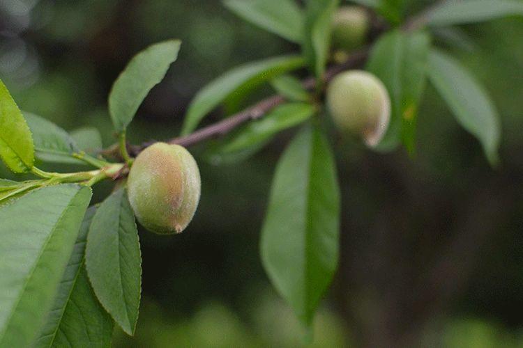 谷雨 | 桃花春欲尽,谷雨夜来收 谷雨 | 桃花春欲尽,谷雨夜来收-长沙SEO霜天