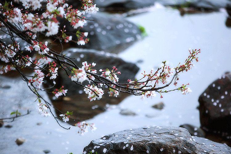 谷雨 | 桃花春欲尽,谷雨夜来收 谷雨 | 桃花春欲尽,谷雨夜来收-长沙SEO霜天