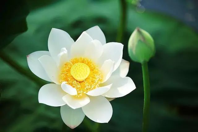 烂漫不过世间花,慢煮光阴一盏茶 烂漫不过世间花,慢煮光阴一盏茶-长沙SEO霜天