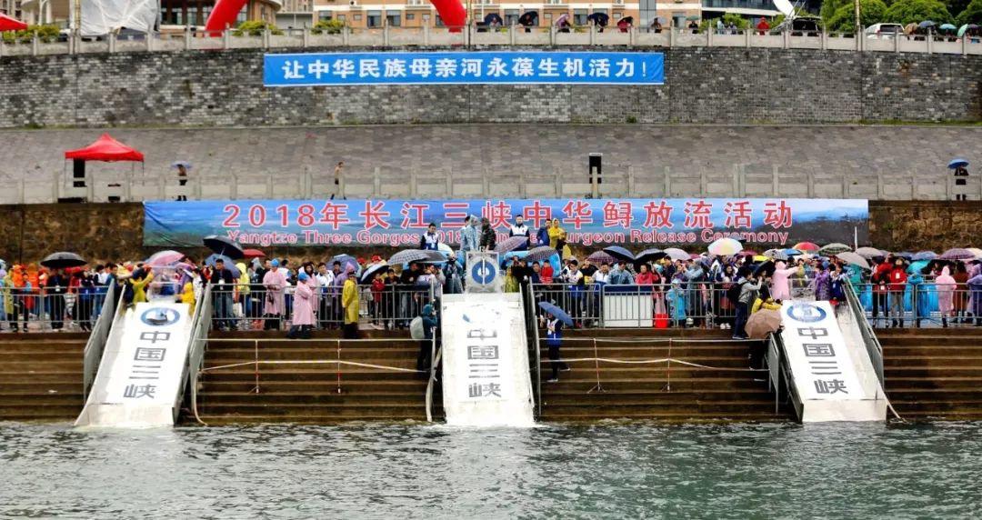 长江白鲟灭绝,为什么有人要炸掉三峡大坝陪葬? 长江白鲟灭绝,为什么有人要炸掉三峡大坝陪葬?