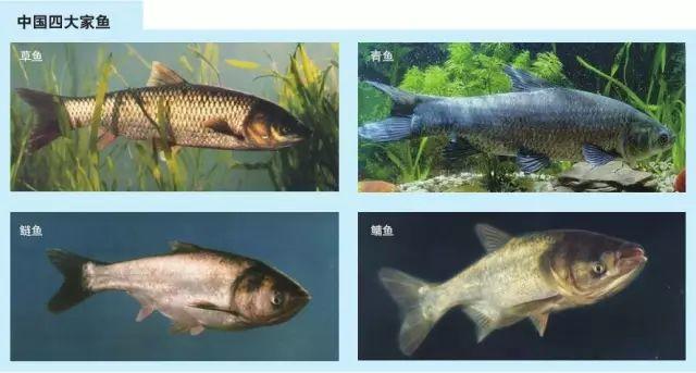 长江白鲟灭绝,为什么有人要炸掉三峡大坝陪葬? 长江白鲟灭绝,为什么有人要炸掉三峡大坝陪葬?